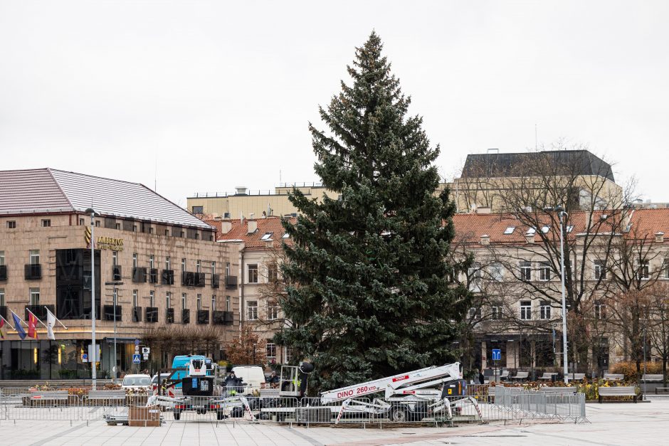 Katedros aikštėje jau stovi Kalėdų eglė