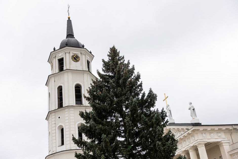 Katedros aikštėje jau stovi Kalėdų eglė