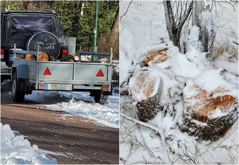 Susirūpino dėl kertamų medžių Melnragėje: kam trukdė beržai?