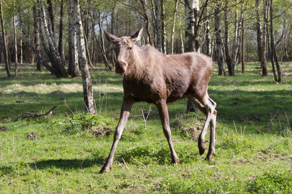 Pažintis su traktoriumi briedžiui baigėsi tragiškai