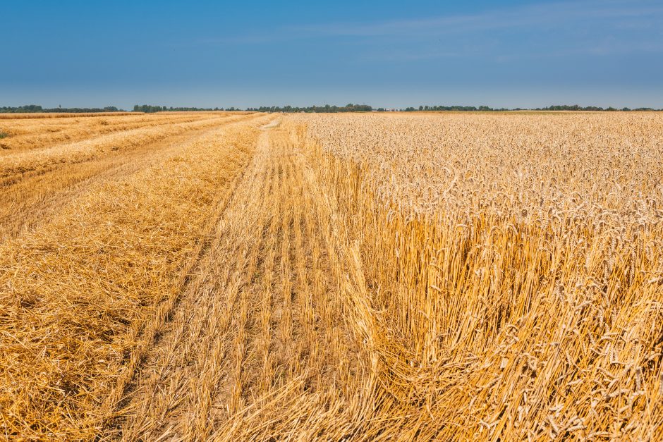 Kviečių kainas rinkoje diktuoja Rusija