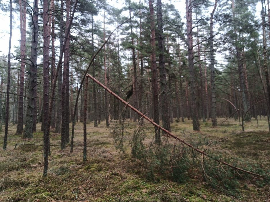 Pajūrio pušys neatlaikė naštos