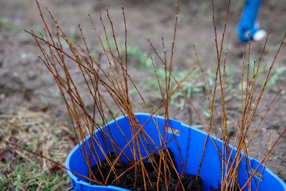 Nacionalinis miškasodis sutelkė gamtos mylėtojus: Lietuvos miškuose pasodinta 2 mln. naujų medžių