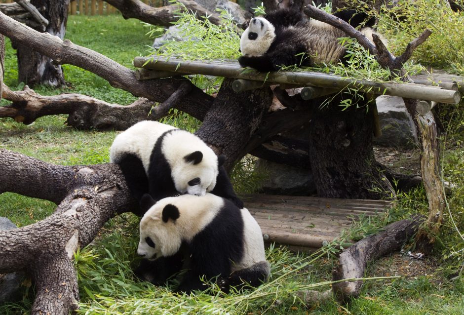 Madrido zoologijos sode pasaulį išvydo didžiosios pandos mažylė