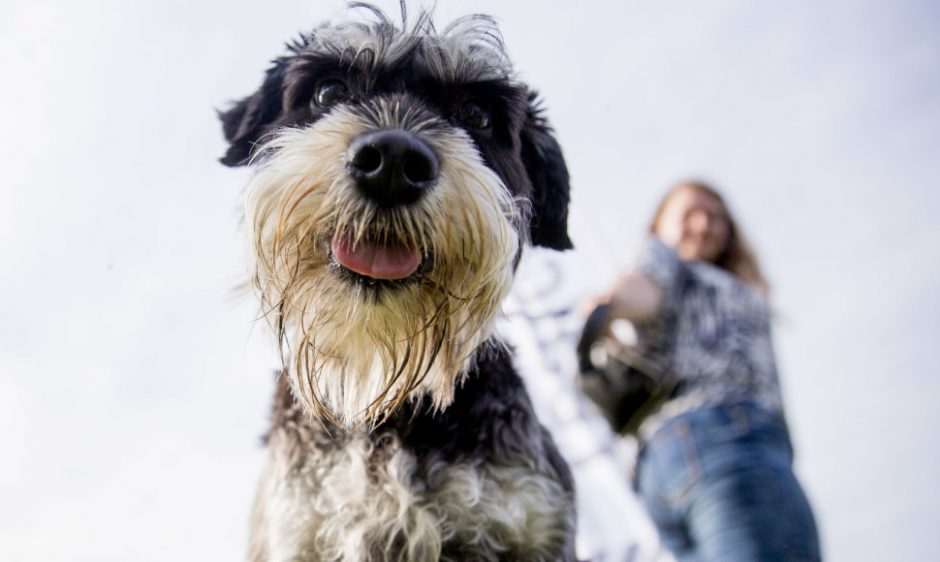 Linkstama uždrausti veisti, parduoti, eksponuoti gyvūnus su veterinarų pakeista išvaizda