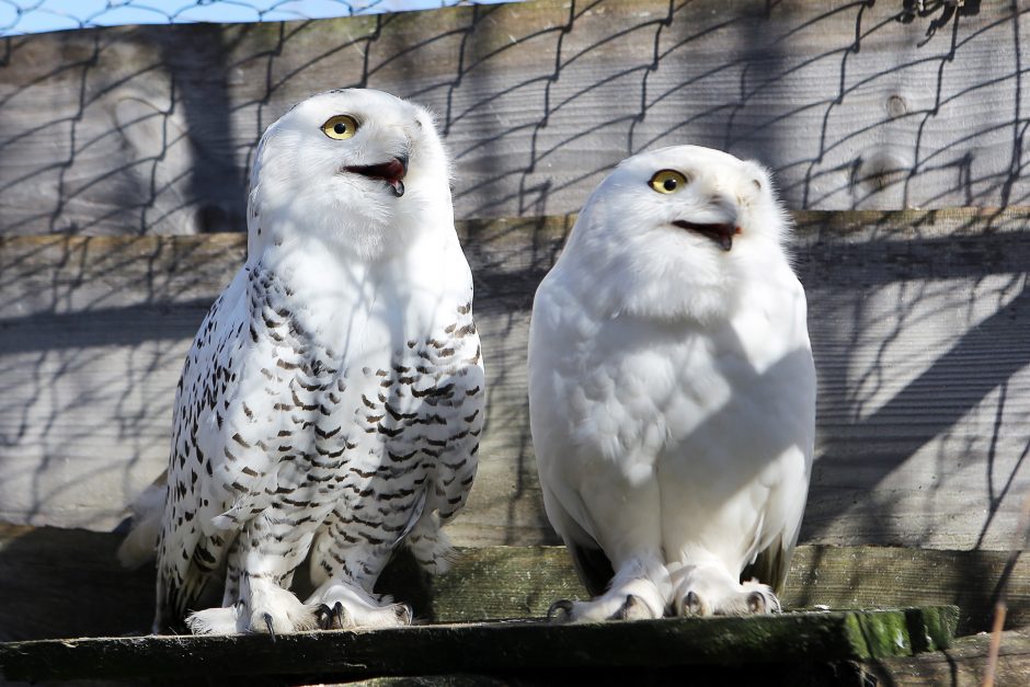 Klaipėdos zoologijos sode – sezono pradžia