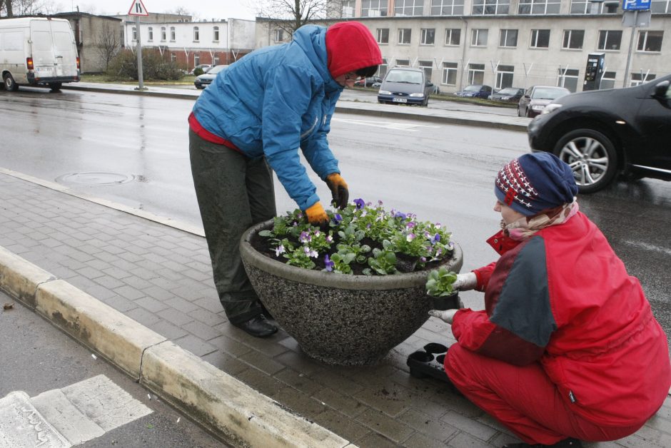 Klaipėdos miestas pražydo spalvomis