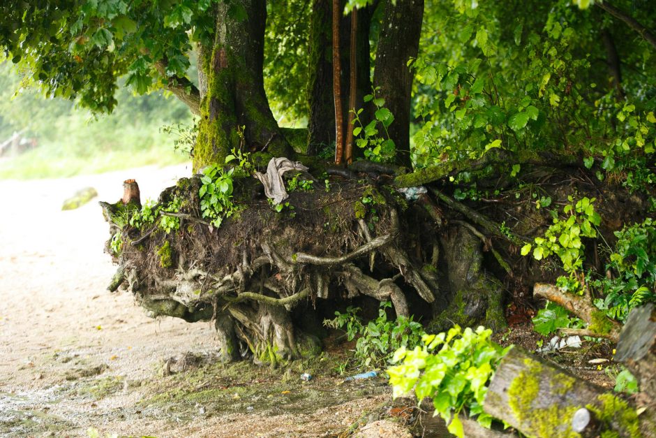 Kauno marių parke verta nepamiršti atsargumo