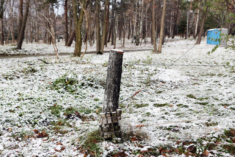 Medžiai parke griuvo nelegaliai?