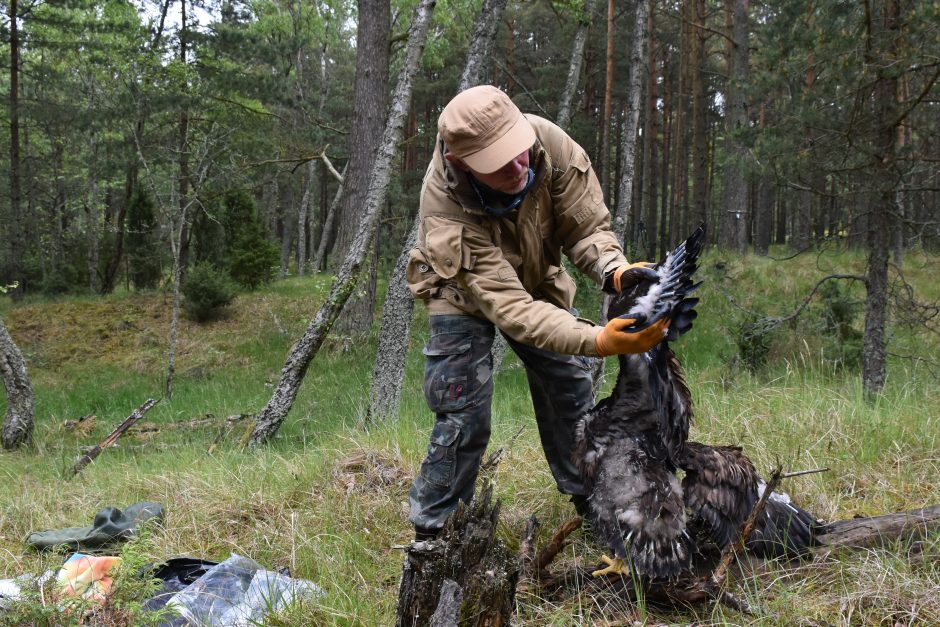 Jūriniams ereliams – spalvoti žiedai