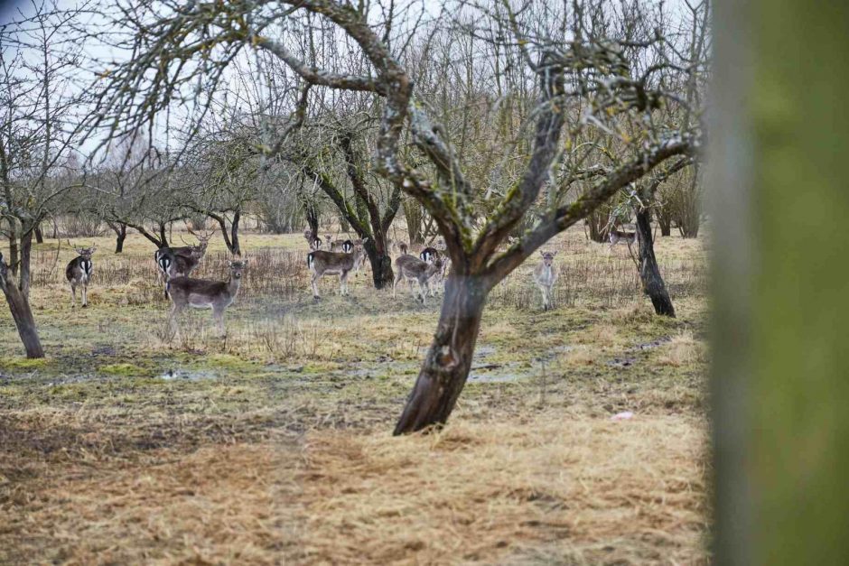 B. Nicholson ragina atgaivinti senovines Kūčių tradicijas