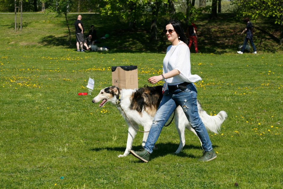 Santakos parke rinkosi šunys, poniai, alpakos