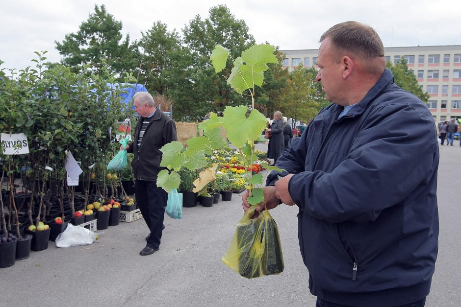 „Sprendimų ratas“ sukasi jau aštuntą kartą 