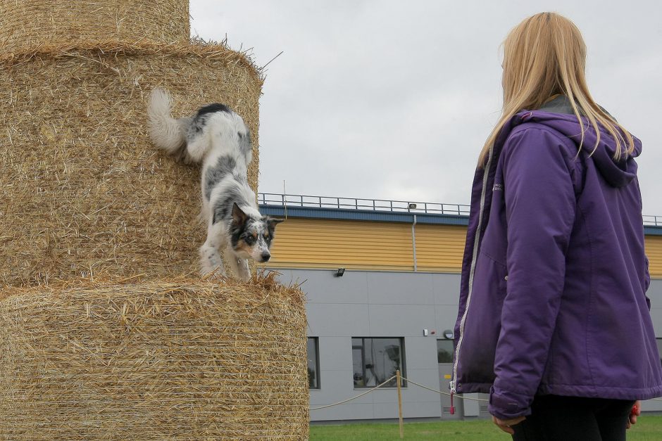 „Sprendimų ratas“ sukasi jau aštuntą kartą 