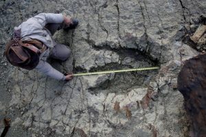 Dinozaurai paliko įrodymų, kaip Žemė atrodė prieš 120 mln. metų