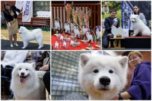 Kaune susirinko samojedų gerbėjai: negali nesižavėti šiais pūkuotais keturkojais