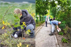 Vilniečių pasodinti krūmai – jau žaliuoja kiemuose