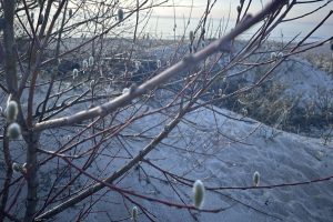 „Kačiukus“ drasko be gailesčio