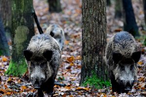 Nuo metų pradžios afrikinis kiaulių maras patvirtintas 569 šernams