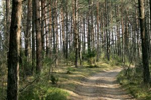 Telšių rajone girtas vairuotojas sukėlė avariją