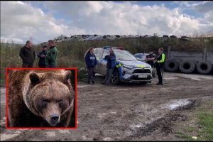 Apie šiurpų grybautojo sudraskymą Slovakijoje: lokys dantimis perrėžė vieną iš pagrindinių arterijų