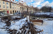 Uostamiestyje nuvirtusių medžių – apstu